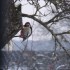 Les oiseaux de mon jardin!