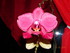 quelques  fleures orchidées q