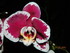 quelques  fleures orchidées q