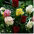 jolies bouquets de roses