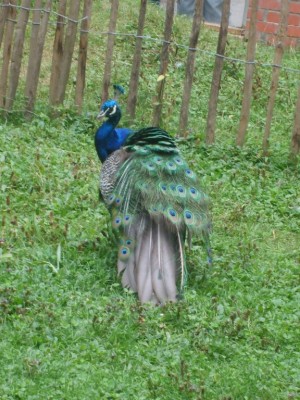 Paon bleu, zoo de Lille