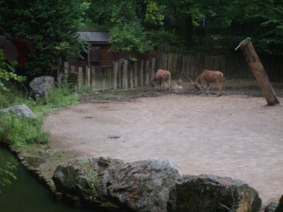 Eland du Cap, zoo de Lille