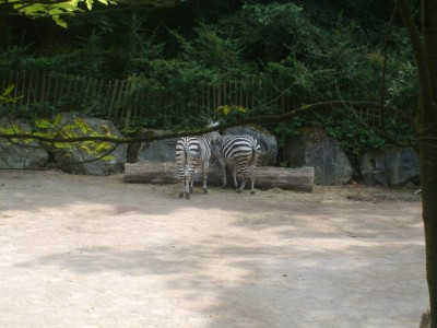 Zèbres de Burchell, zoo de Lille