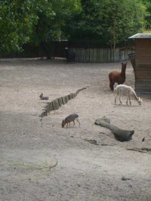 Alpagas et Lièvre de Patagonie, zoo de Lille