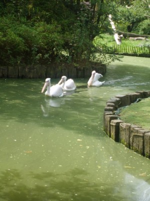 Pélican blanc, zoo de Lille