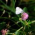 papillon blanc, signe de beau 