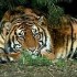 le tigre