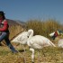 Puno et le lac Titicaca