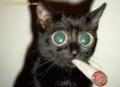 dober-chat