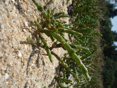 Salicorne - Salicornia europaea