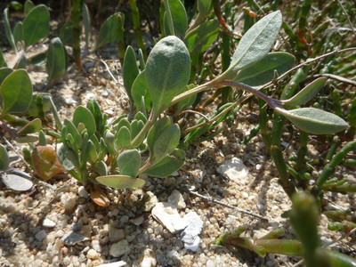 Obione faux-pourpier - Obione portulacoides ou Atriplex portulacoides ou Halimione portulacoides