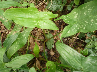 Arum ou gouet tâcheté - Arum maculatum