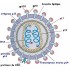 Cycle du VIH.