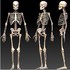 Squelette (1): généralités.