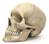 Squelette (2): le crâne.
