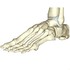 Squelette (6): le pied.
