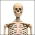 Test: squelette humain.