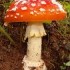 Les champignons.