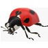 Insectus.
