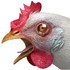 Histoire du poulet de Bresse.