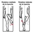 Rotations médiale et latérale de l’artic