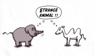 Etrange animal !