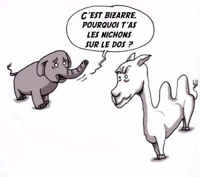 Etrange animal !