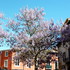 Carpentras dans tous ses état