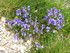 Faune et flore en Lozère.(3).