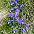 Faune et flore en Lozère.(3).