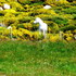 Faune et flore en Lozère.(3).