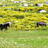 Faune et flore en Lozère.(3).