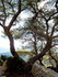 Dentelles de Montmirail. Rando