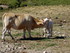 Evasion en Cévennes.(1).