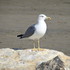 Ma mouette et...Nicolas de Sta