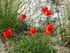 Seringa et gorges du Gardon à