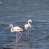 Les couleurs de la Camargue.