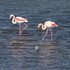 Les couleurs de la Camargue.