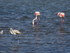 Les couleurs de la Camargue.