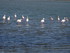 Les couleurs de la Camargue.