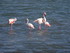 Les couleurs de la Camargue.