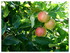 Pommes et tournesols.Et quelqu