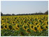 Pommes et tournesols.Et quelqu