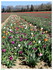 8,6 Hectares de TULIPES, dans 