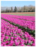 8,6 Hectares de TULIPES, dans 