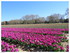 8,6 Hectares de TULIPES, dans 