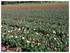 8,6 Hectares de TULIPES, dans 