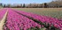 8,6 Hectares de TULIPES, dans 