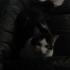 Myrtille