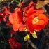 cognasier du japon (fleur)